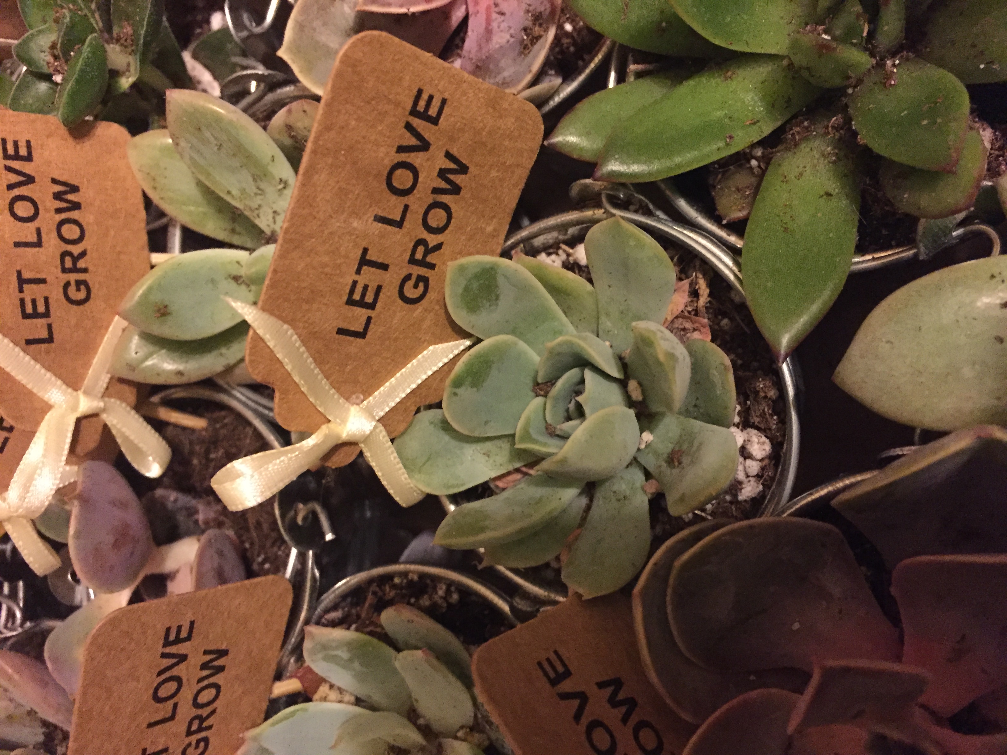 2" Wedding Succulents - Succulents for Sale Bulk Succulent Wedding Favors