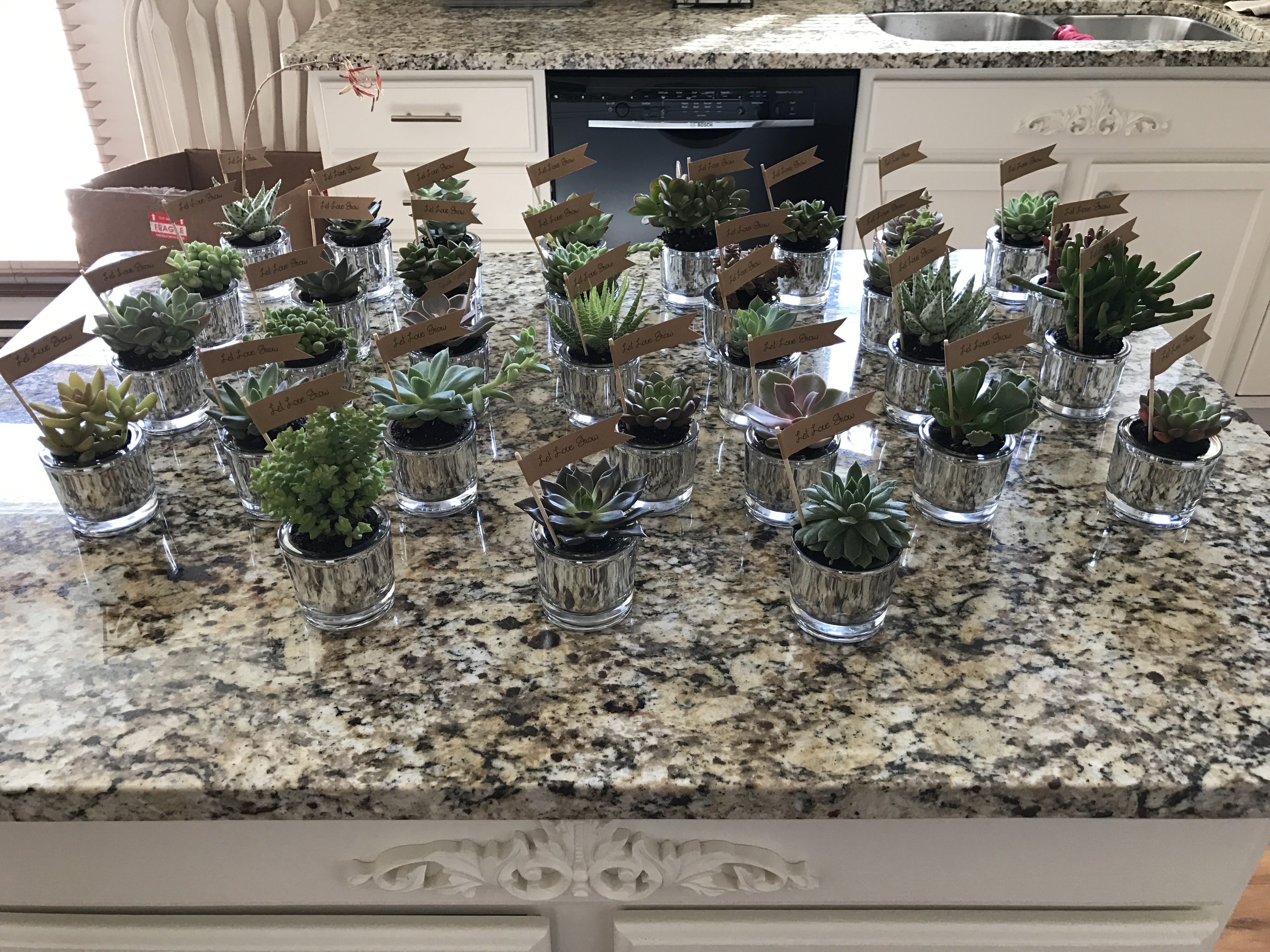 2.5" Assorted Succulents - Succulents for Sale Bulk Succulent Wedding ...