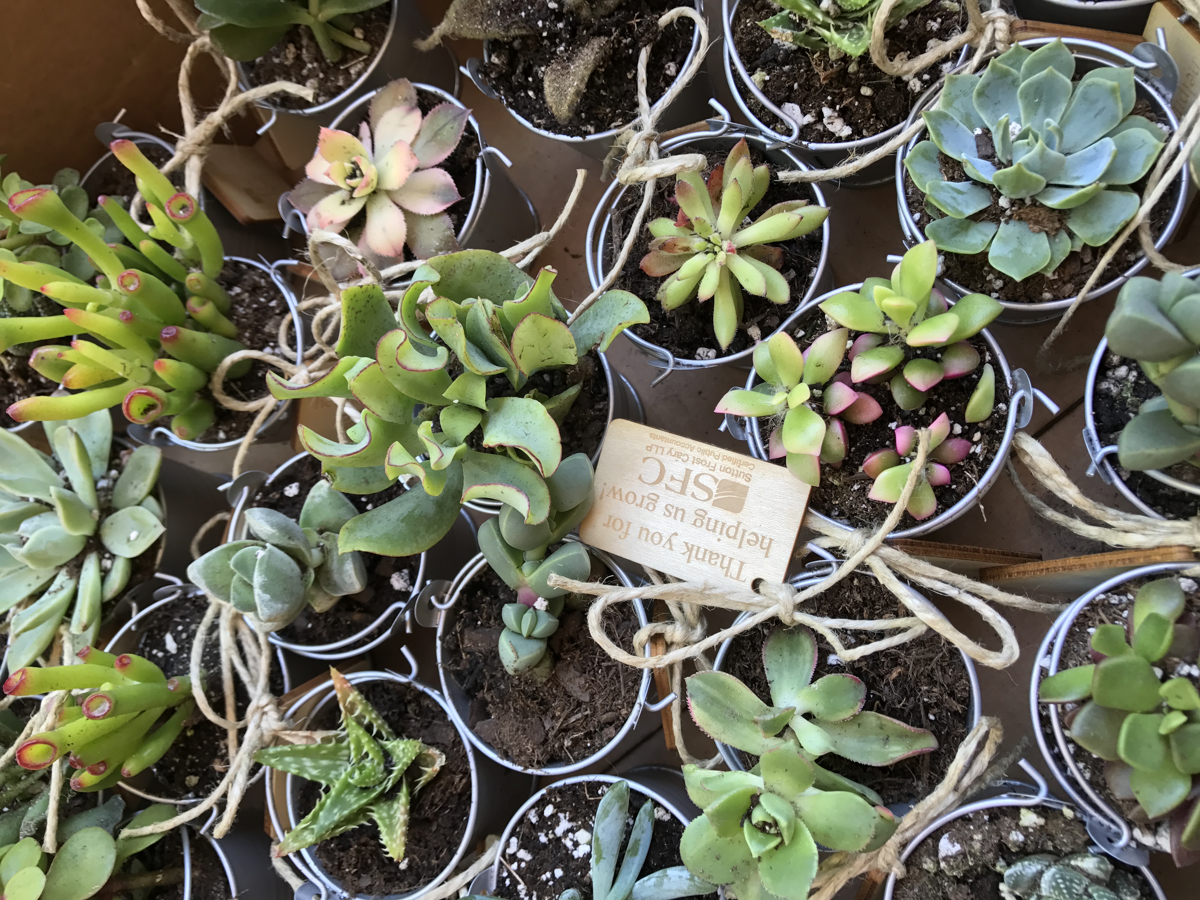 2" Assorted Succulents Succulents for Sale Bulk Succulent Wedding Favors