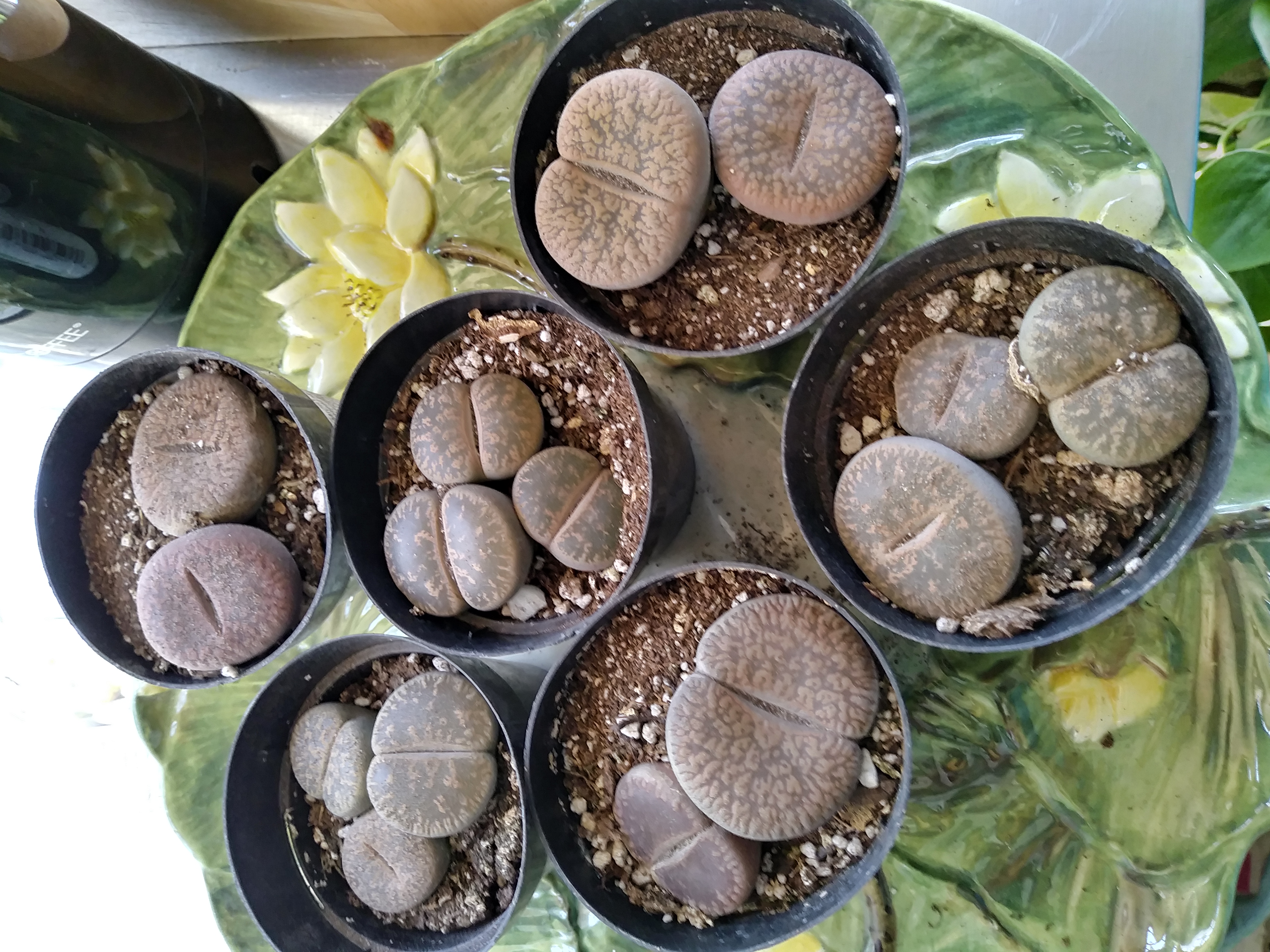 Lithops Living Stones 2.5" Container Succulents for Sale Bulk