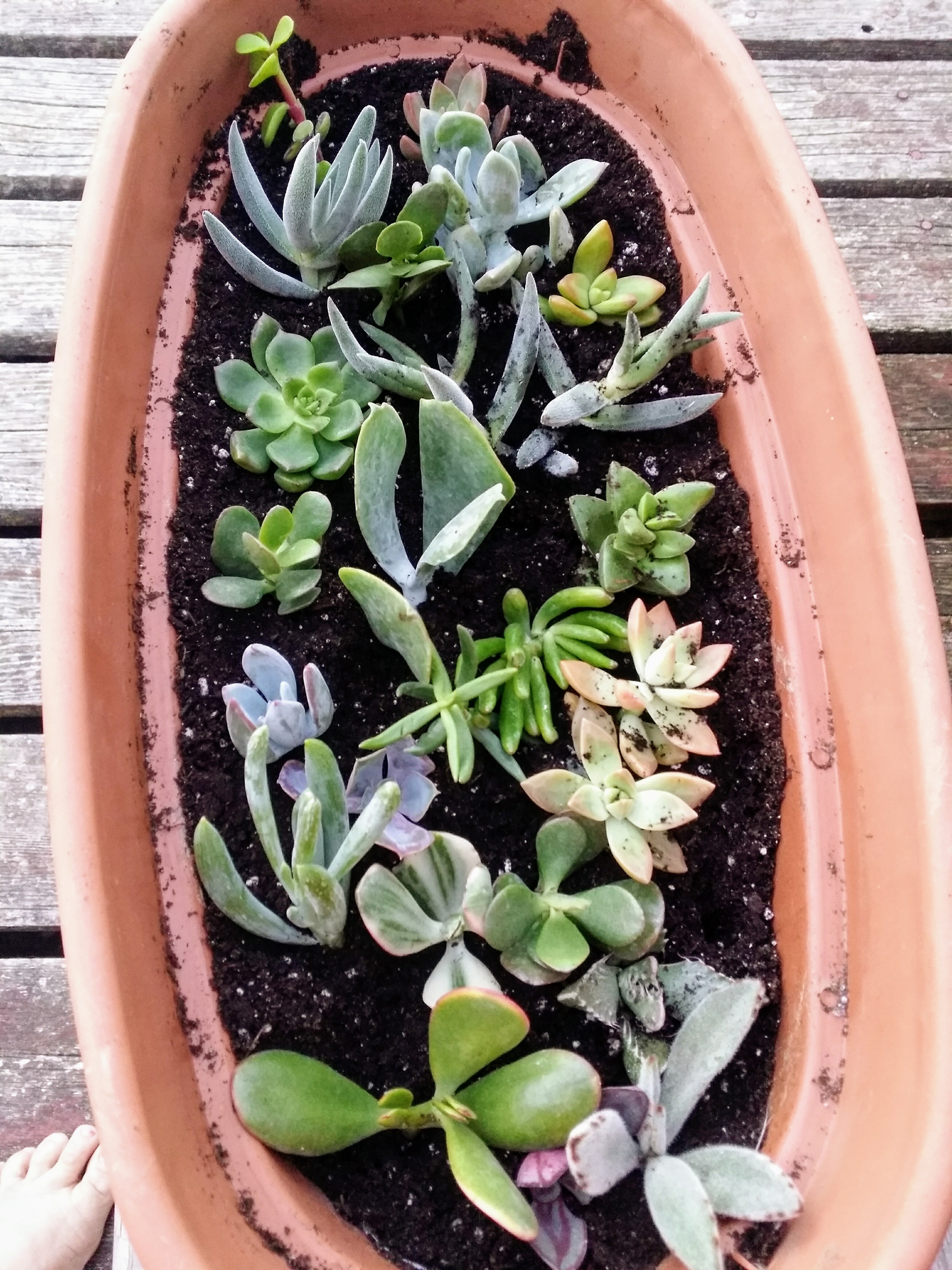 2" Assorted Succulent Succulents for Sale Bulk Succulent Wedding Favors