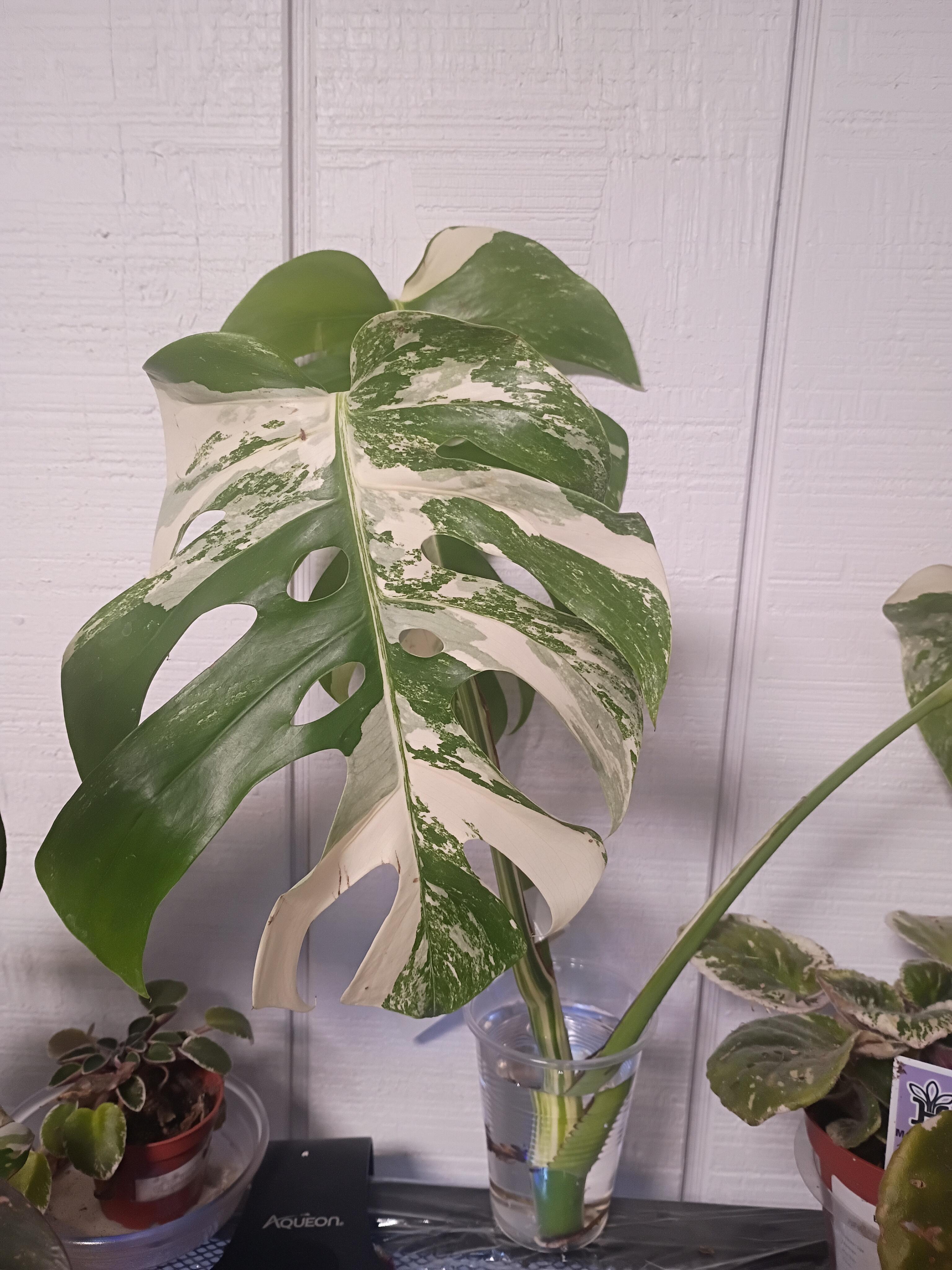 philodendron jungle fever variegata Philodendron Jungle Fever Variegated – oramicin main image 1