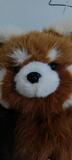 Royce Boyer review photo