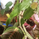 Deb review photo