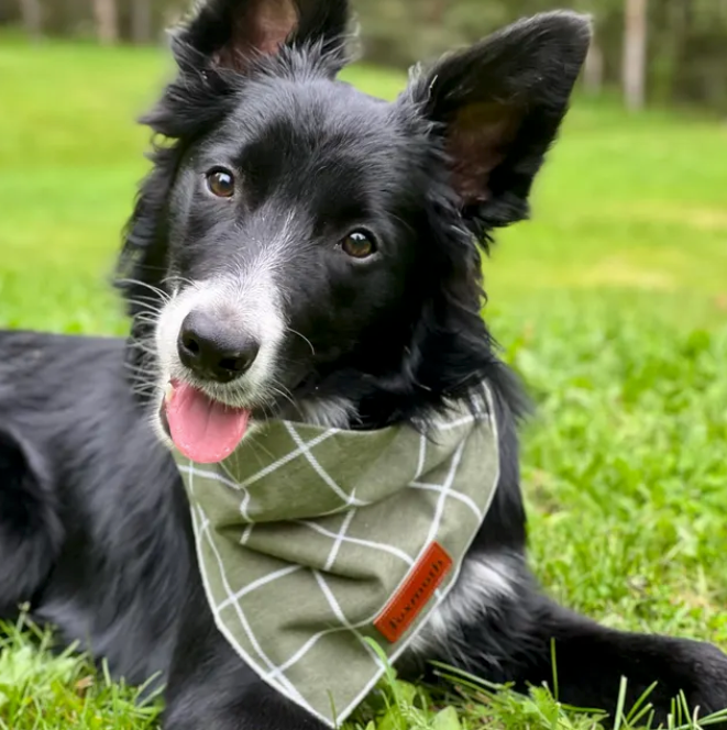 ドッグ バンダナ PM Check out how cute Monty looks in his new Zarape.😍 Thanks for