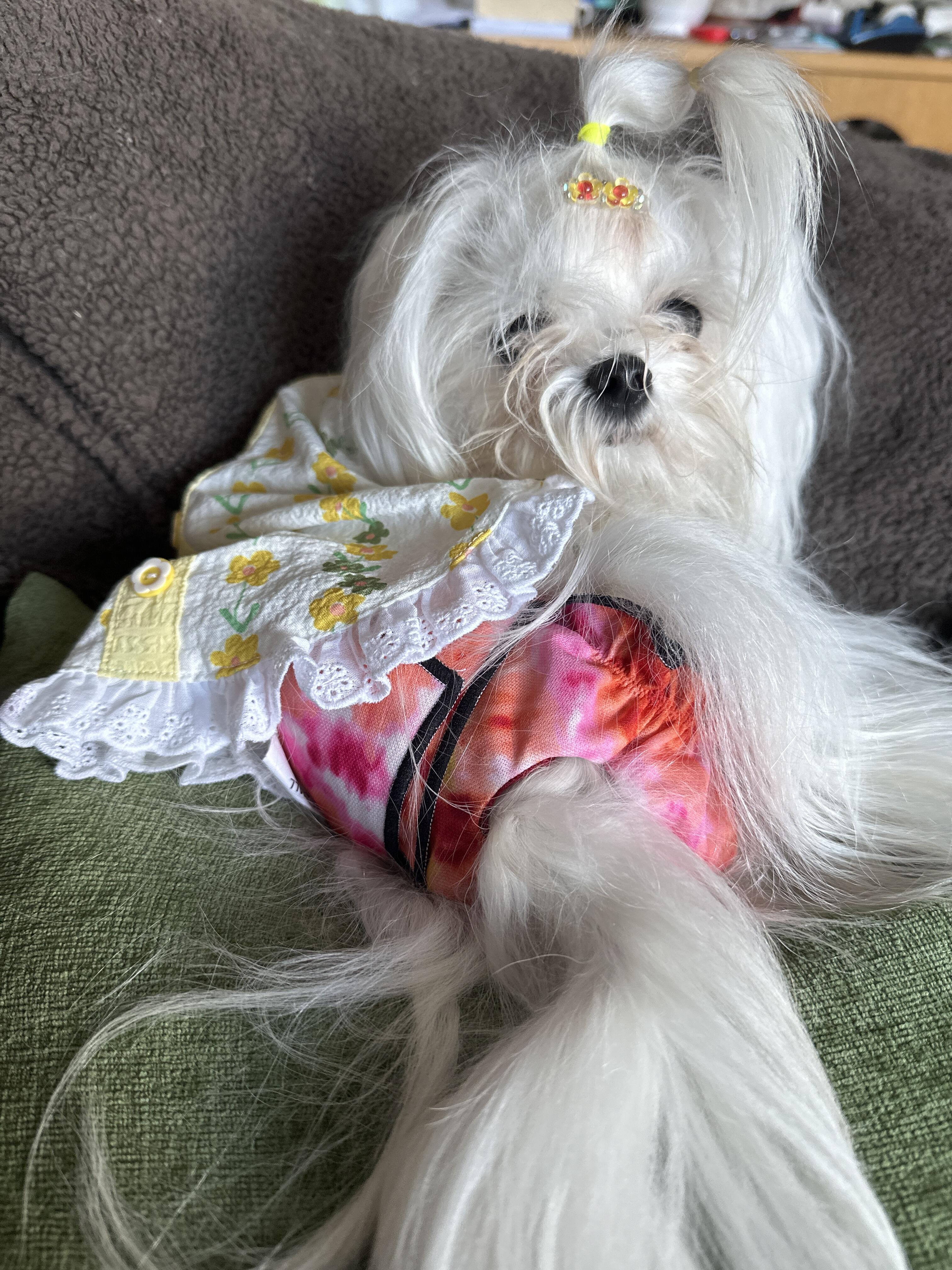 Dog Britches (Dog Diapers) | Belly Bands & Accessories – Jack