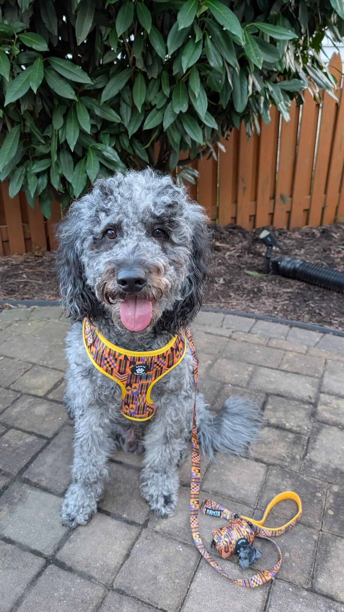 Gold Rush Harness