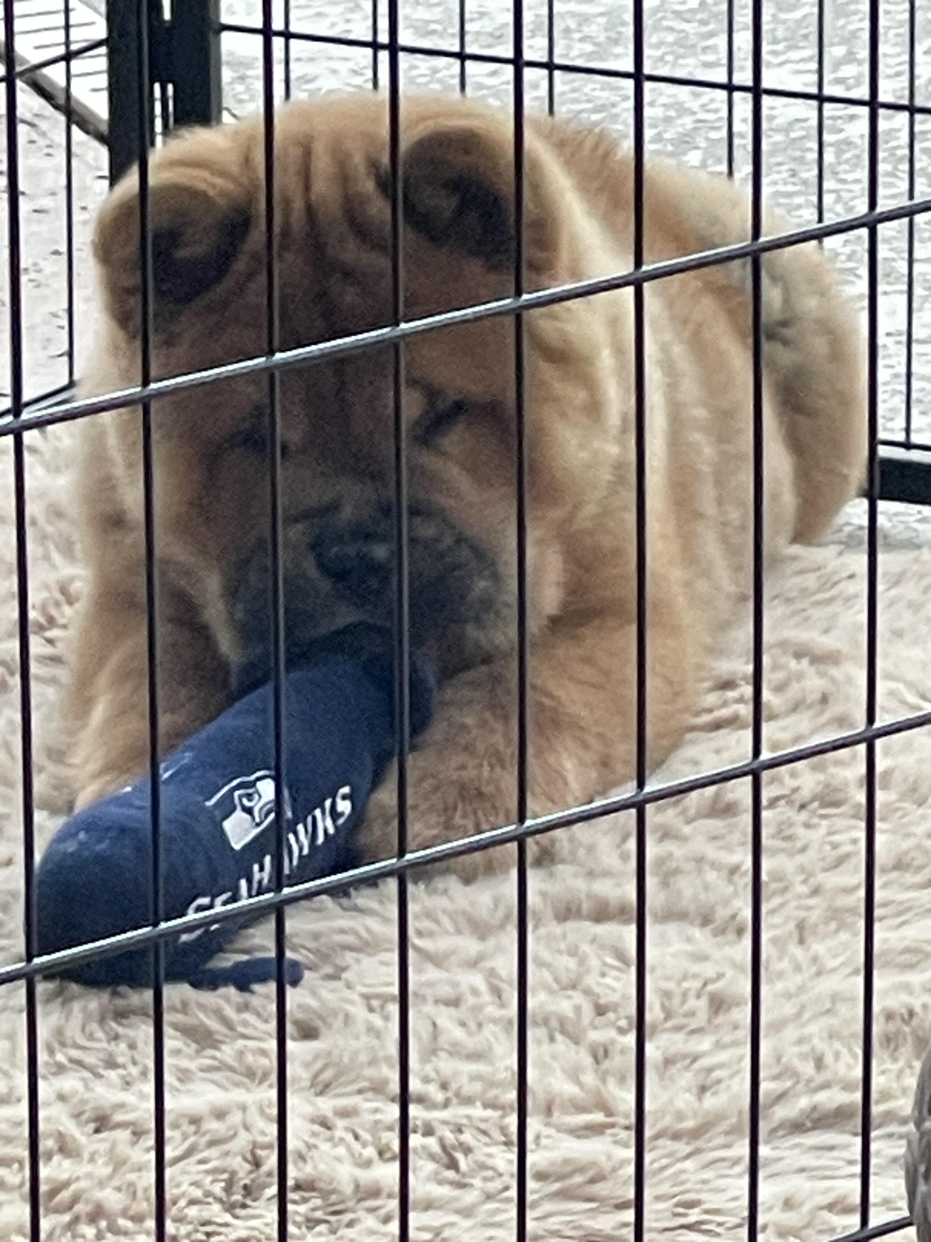 Puppy Parent
