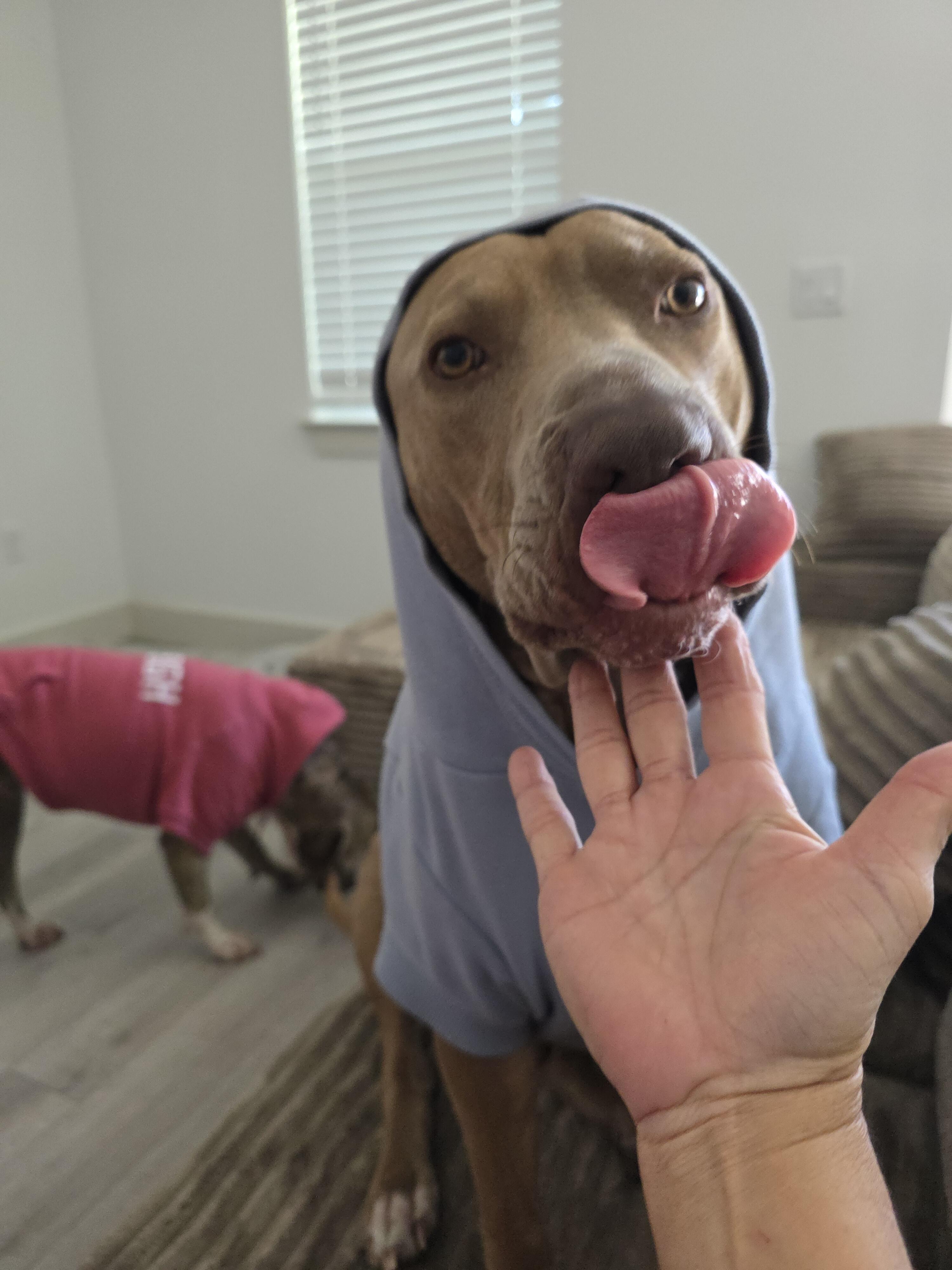 Happy Dogs