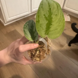 Scindapsus Yupa – Scindapsus Borneo