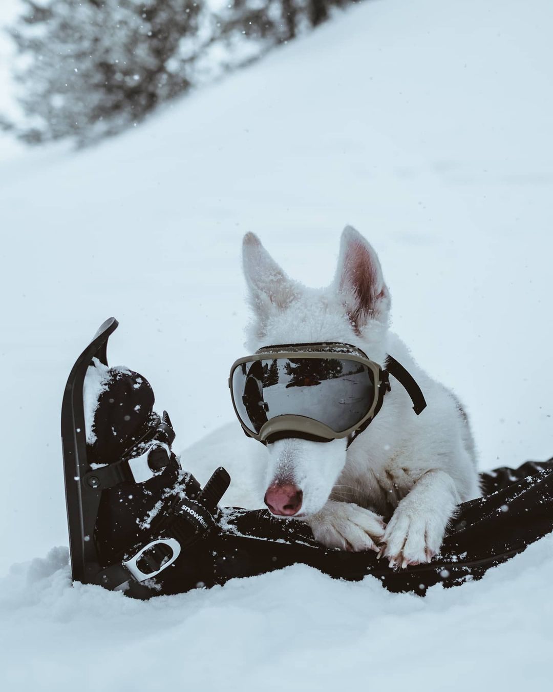 Photo from the.bigwhite.wolf's Snowfeet review