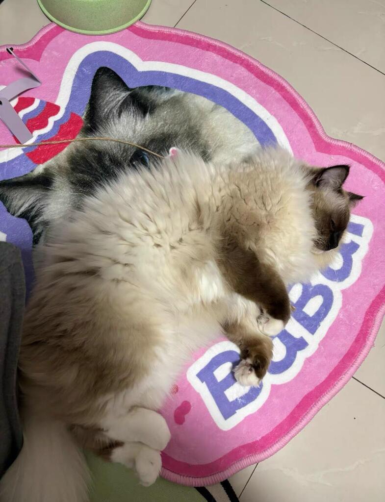 Custom Pet Rug From Photo, customer photo