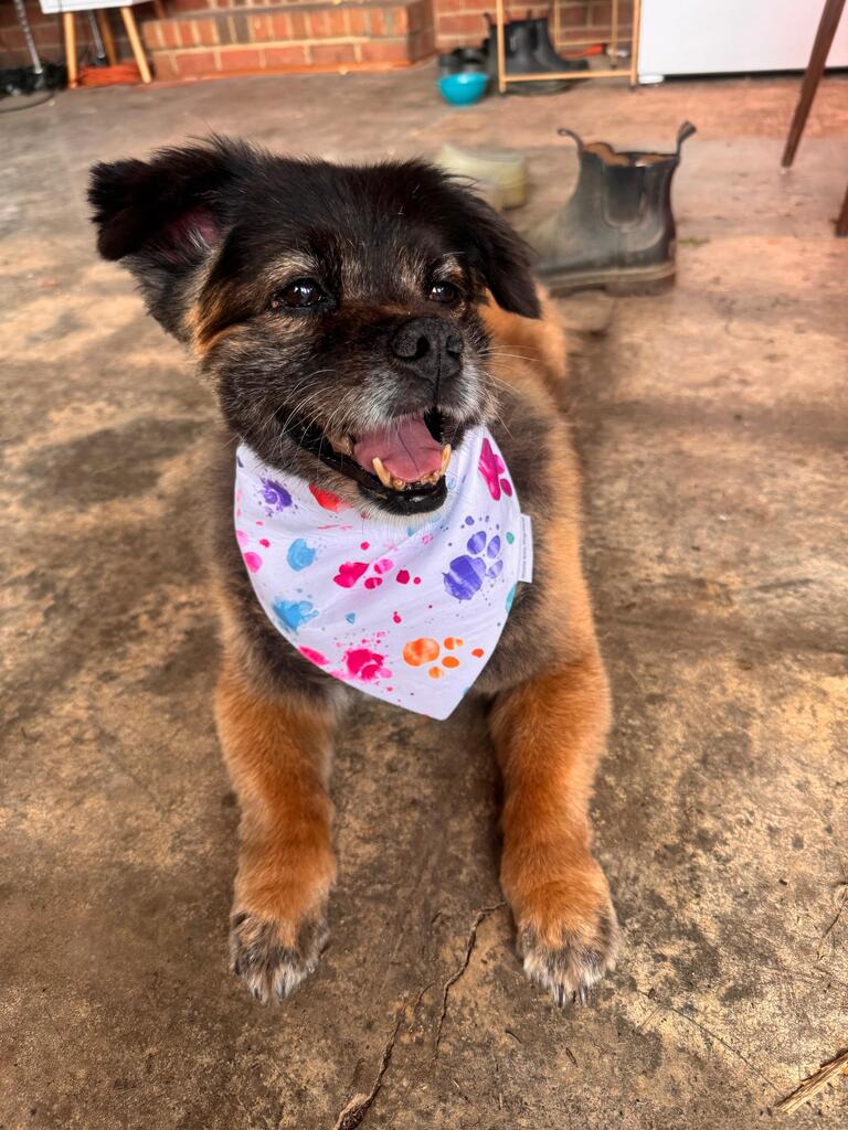 Stella wearing her Scrappy Tails bandana