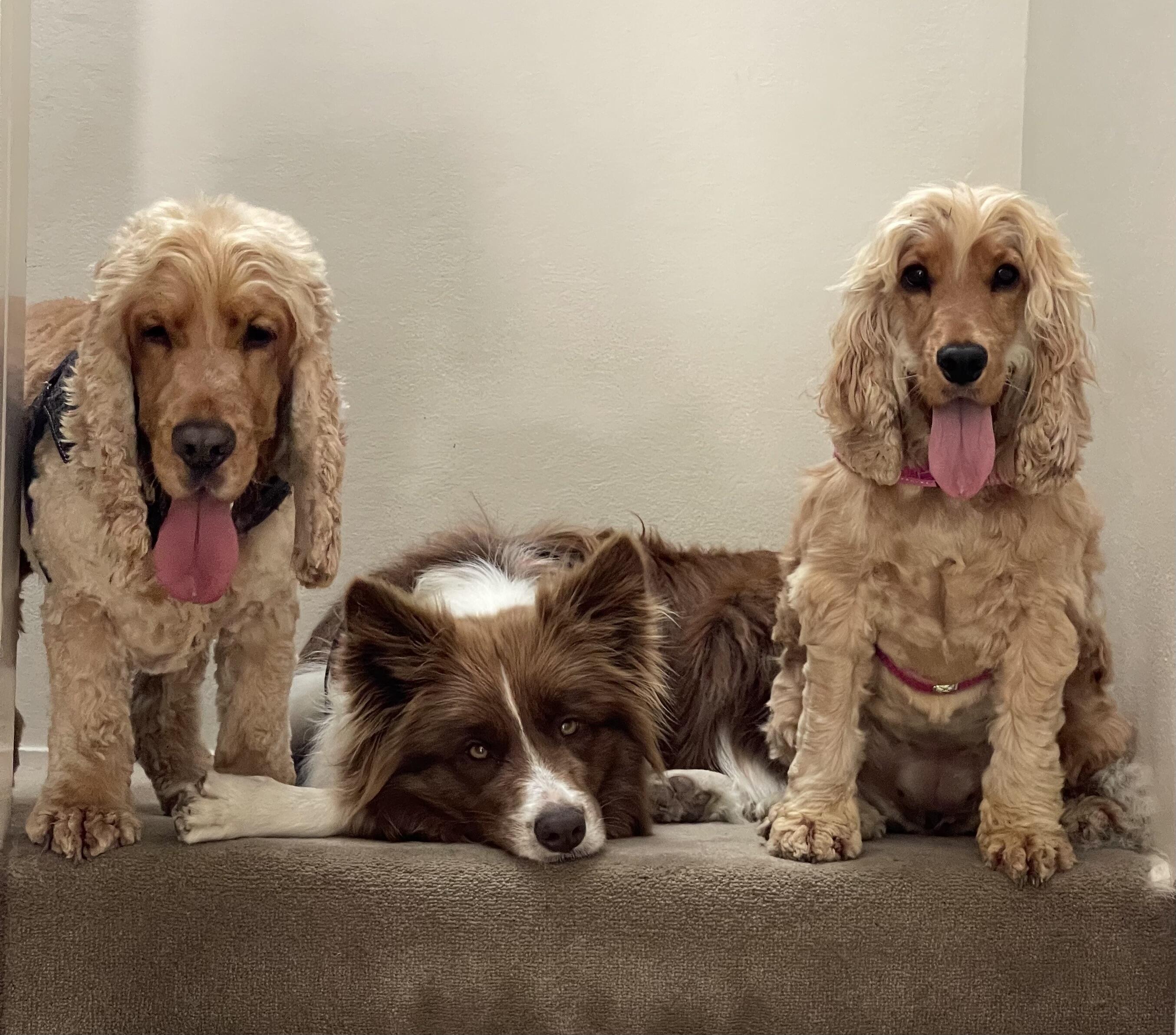 Vetalogica Naturals customer dogs
