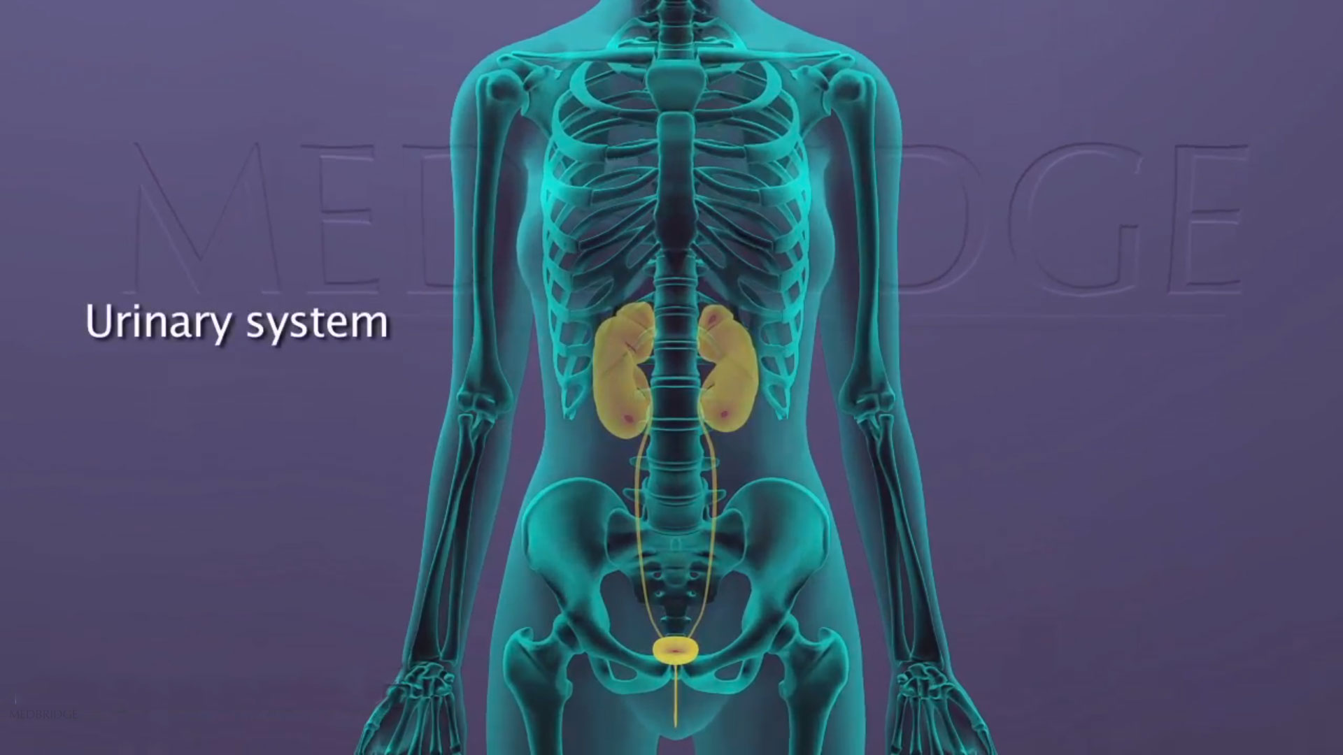 Urinary Incontinence What are you missing? MedBridge