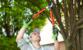 Top 10 Best Tree Removal Services In Memphis Tn Angie S List