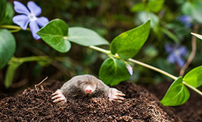 Mole Trapping Cincinnati Amp Anderson Mole Patrol Llc