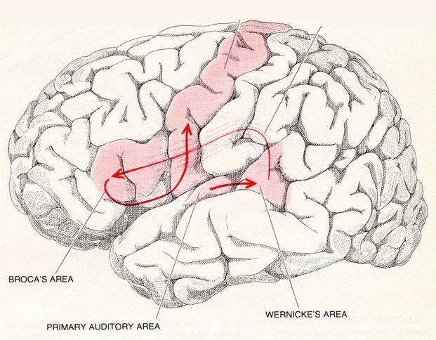 https://www.jneurosci.org/content/32/41/14125