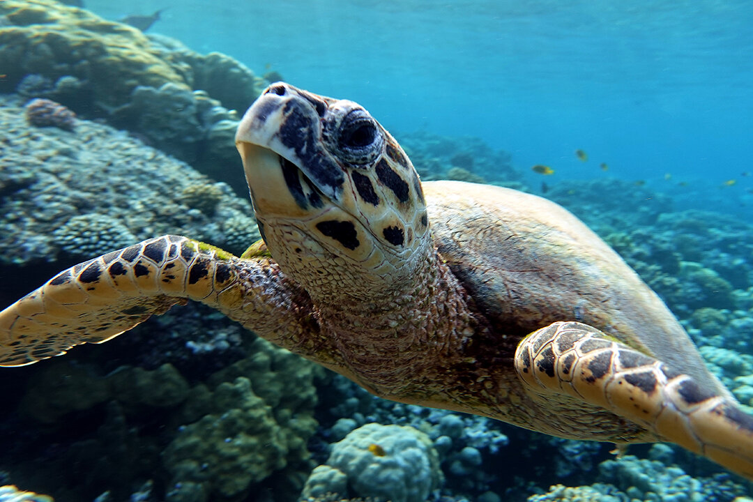 snorkeling trip gili trawangan