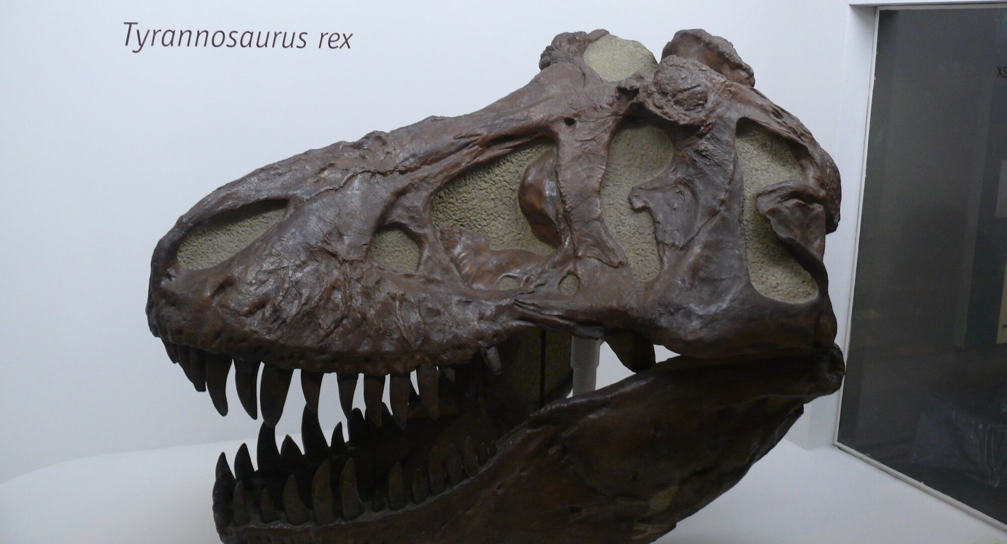 Cráneo fósil de un Tyrannosaurus rex en exhibición en el Yale Peabody Museum of Natural History. El fósil está bien preservado, destacando la formidable mandíbula y los afilados dientes del dinosaurio, aspectos que hacen alusión a su reputación como uno de los depredadores más poderosos de la era mesozoica. La iluminación y el ángulo de la foto enfatizan la textura y la forma del cráneo, proporcionando una vista detallada que invita a la contemplación y al estudio paleontológico.