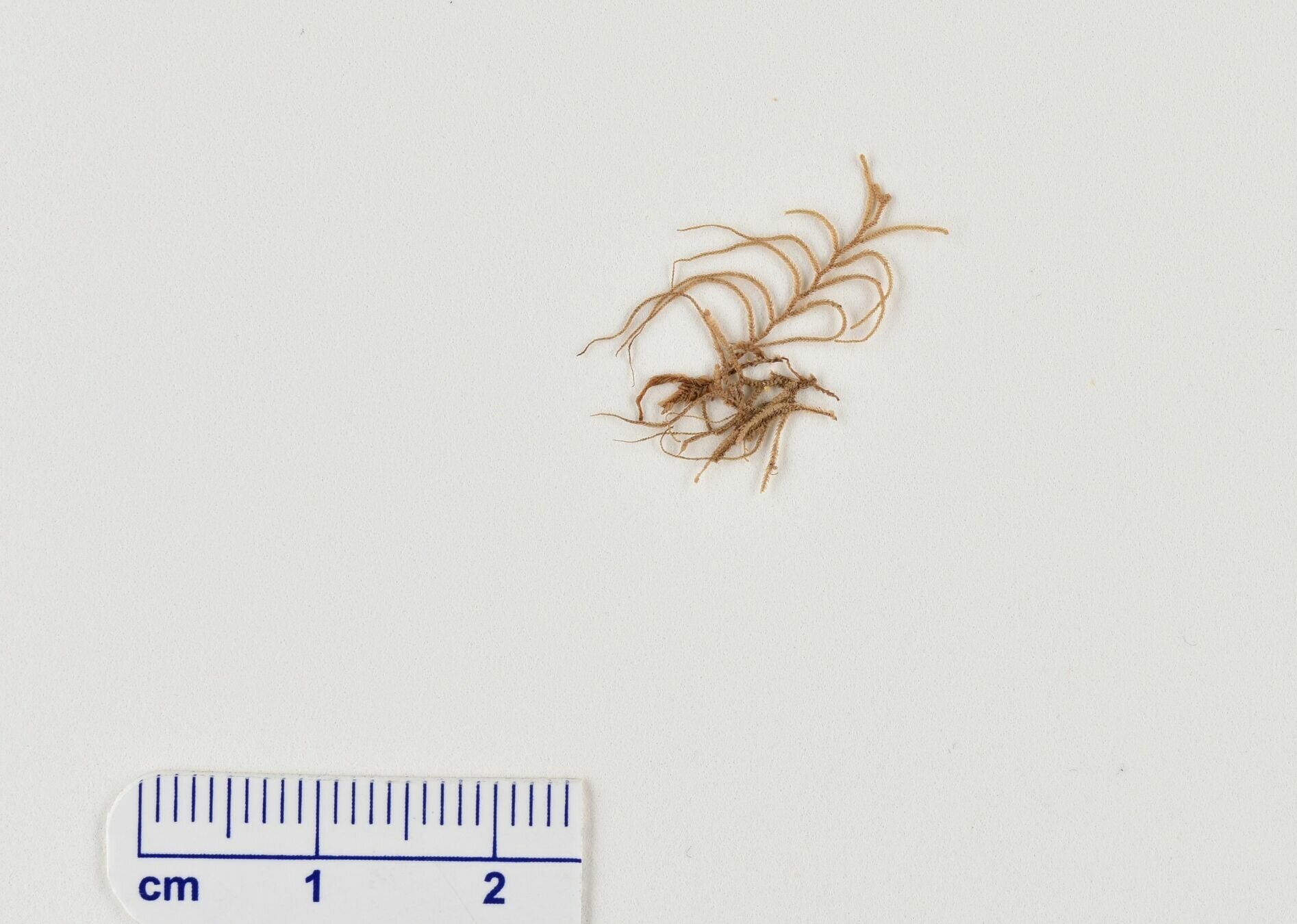 Espécimen pequeño y delicado de Lepidozia chordulifera, sobre un fondo blanco uniforme. Al lado del espécimen hay una regla que proporciona una escala en centímetros, lo que indica que el objeto tiene aproximadamente dos centímetros de longitud, lo que ayuda a contextualizar el tamaño del espécimen para el espectador.