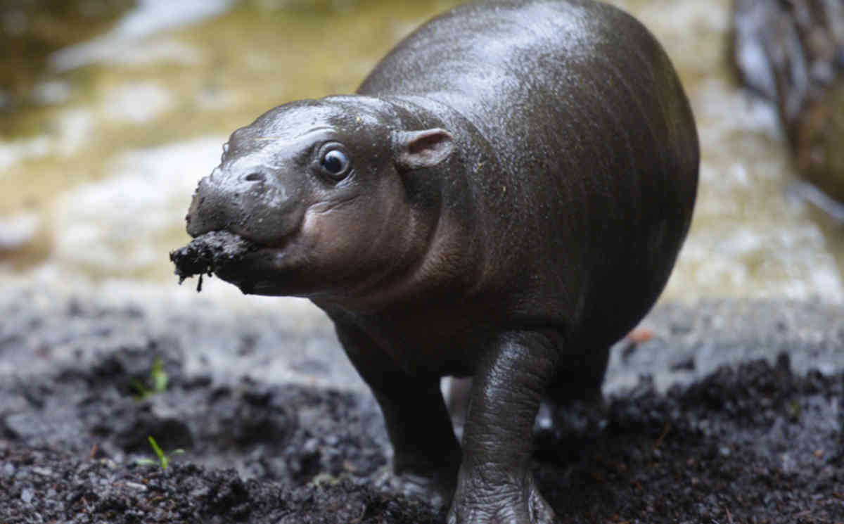 Толстое животное живет в воде. Тюлень южный морской слон. Нильский бегемот. Ластоногие морской слон. Толстое животное живет в воде.