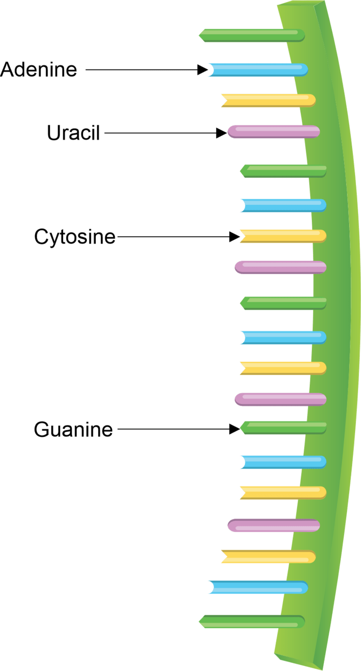Structure of Nucleic Acids