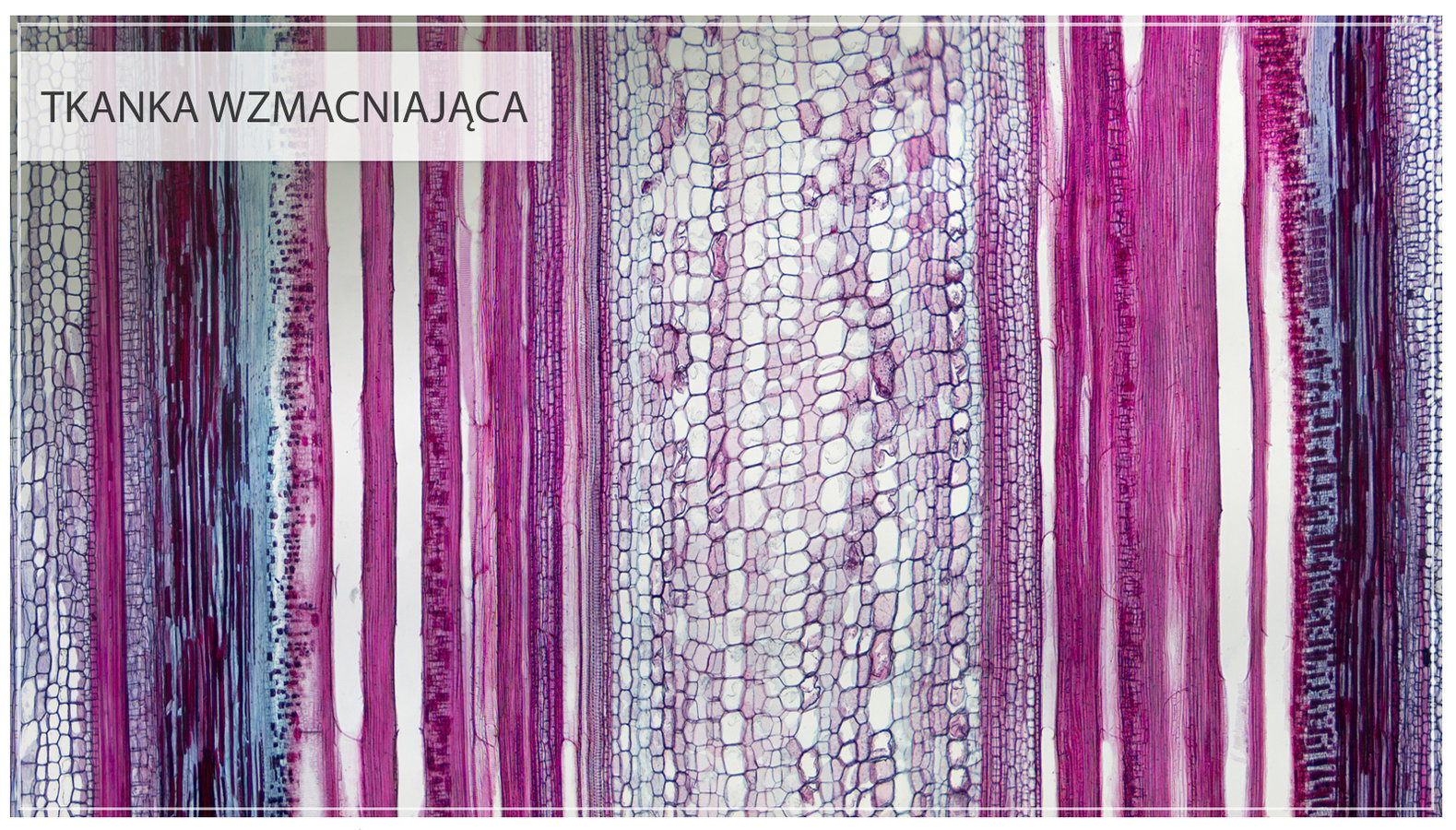 Drewno I łyko Odpowiadają Za Przewodzenie Różnych Substancji W Roślinie deck