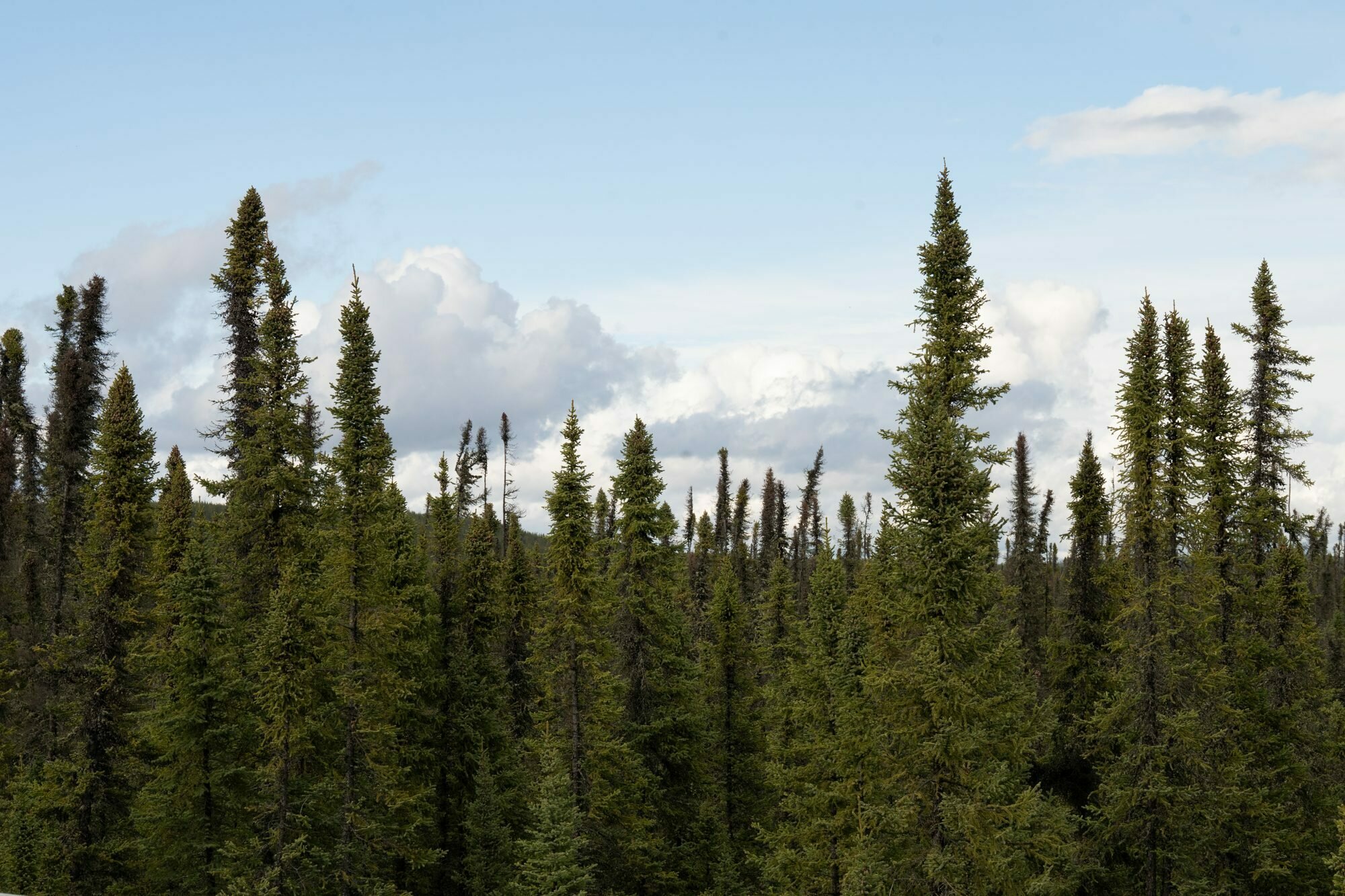 assets/forest.jpg