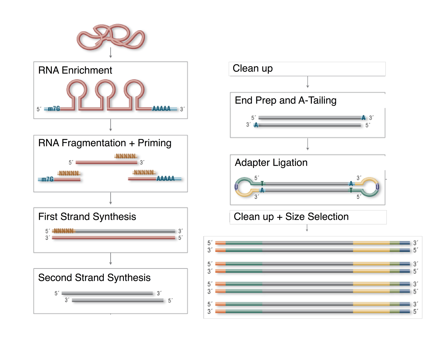 GCC 2017 RNAseq at NEB