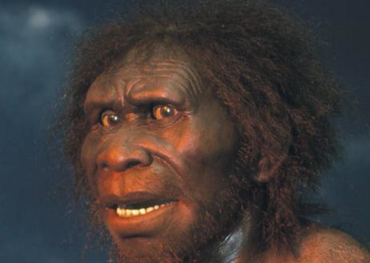 What Is A Homosapien Difference Between Homoerectus A vrogue.co