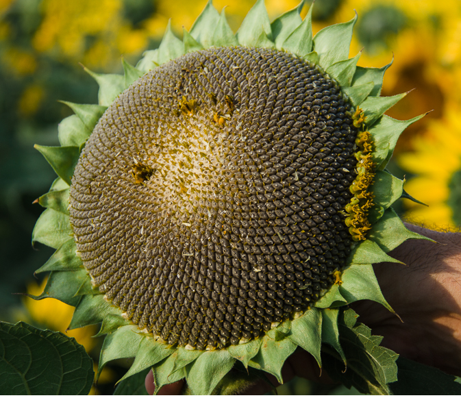 много подсолнухов. подсолнух цветок солнца. садовый цветок среди подсолнухов. красивые подсолнухи. подсолнух длинный.