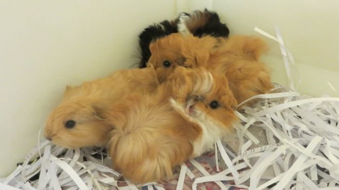 A clutch of Guinea Pigs - BBC