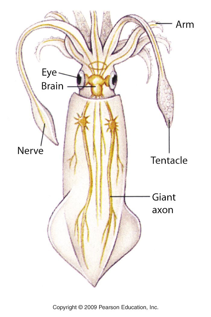 Навык кальмара. Нервная система головоногих. Головоногие моллюски нервная система. Головоногие строение нервной системы. Нервная система головоногих моллюсков схема.