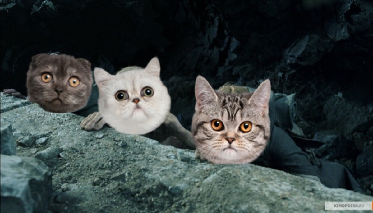 бамбуковая кошка. дискография koto. котоматограф или синемяу / котофильм. кото 90. игра котофильм.