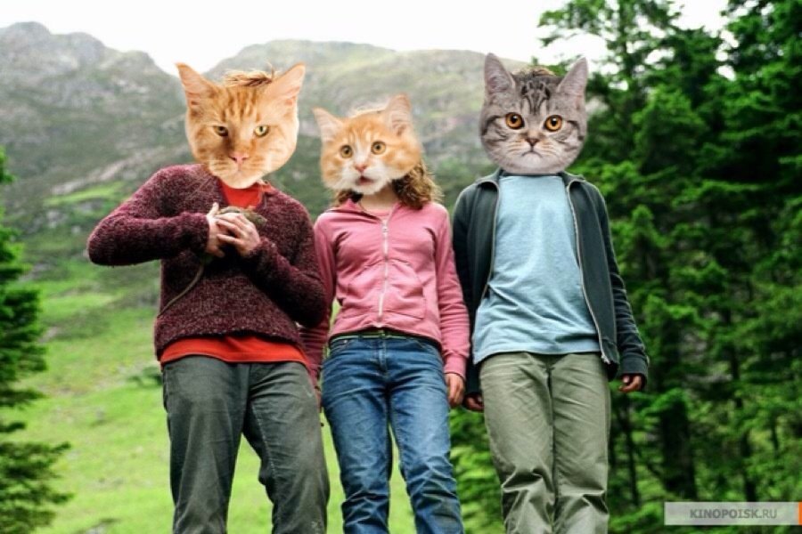 группа koto альбомы. синемяу котоматограф. кото 90. синемяу. бамбуковая кошка порода.