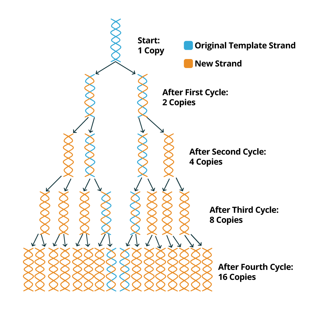 Desenho de Primers para PCR