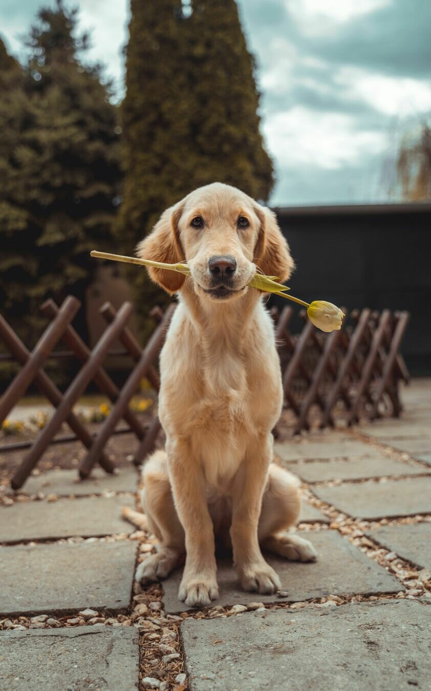 Dog holding a flower