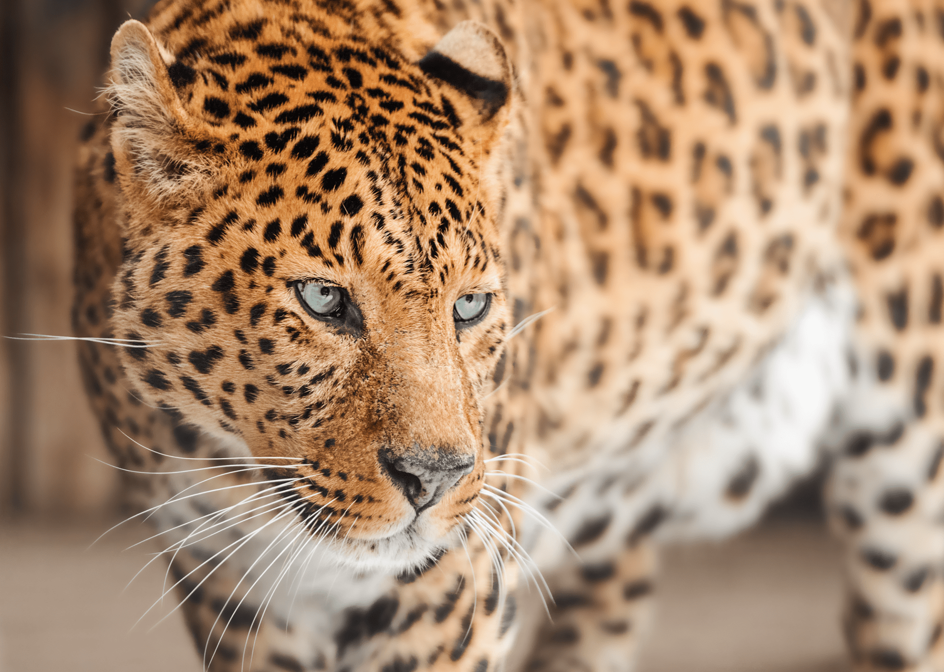 Leopard looking into distance