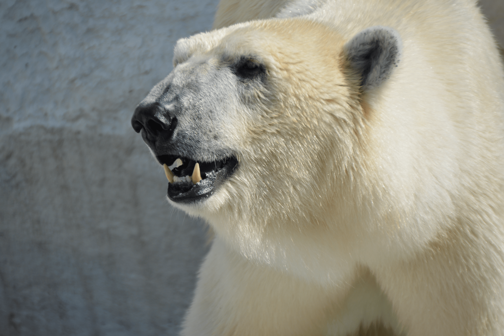 Polar bear with mouth open
