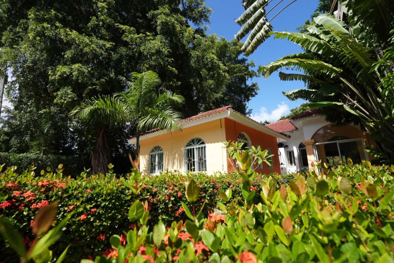 Palm tree swaying in wind against blue sky
