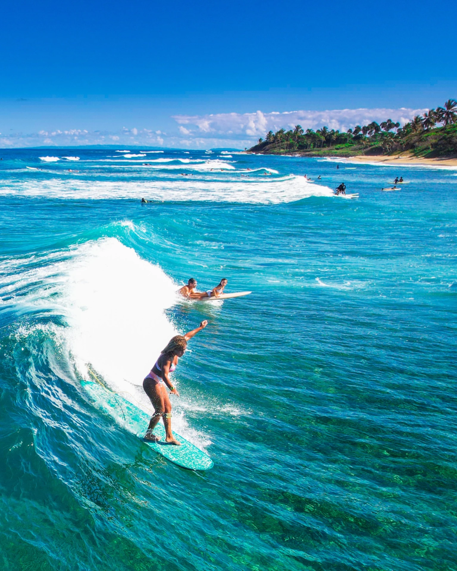 Close up of palm leaf against blue sky