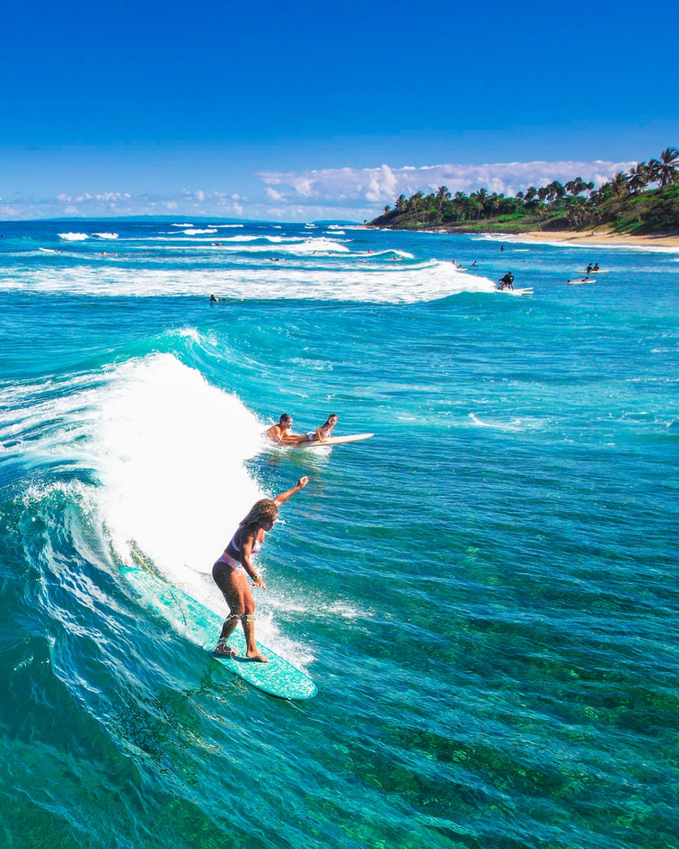 Close up of palm leaf against blue sky