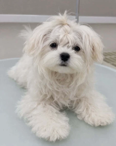 Bella before grooming