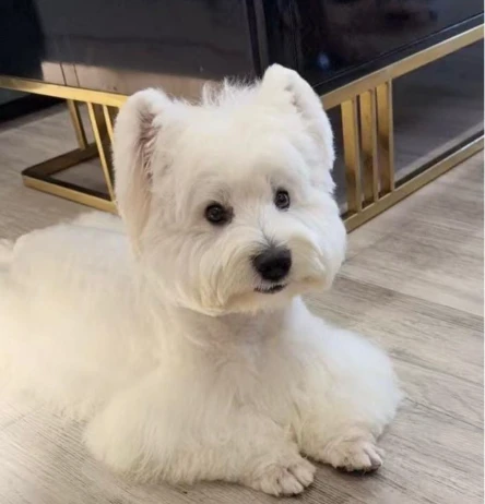 Goldie after grooming