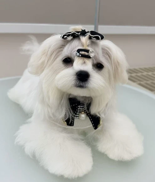 Bella after grooming