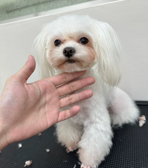 Pet after grooming