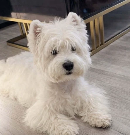 Goldie before grooming