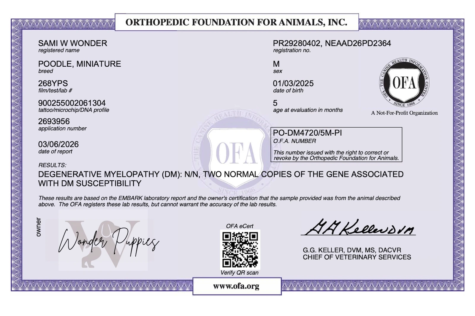 Two puppies sleeping together