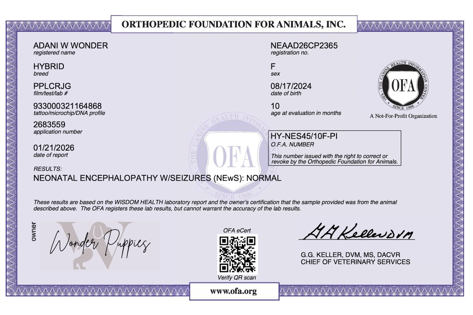 Puppy looking at camera with head tilt